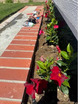 Lawn/ Garden