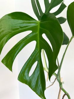Monstera Sierrana