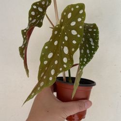 Beautiful Begonia Maculata Plant