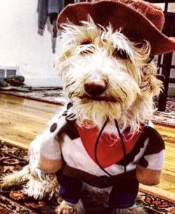 Cowboy Sheriff Pet Costume