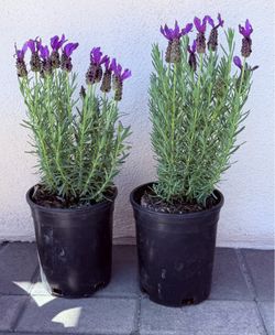 Beautiful Spanish Lavender In Pot