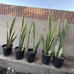 Lengua Suegra /sansevieria