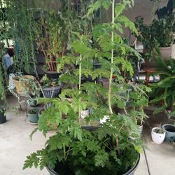planta de altamisa 