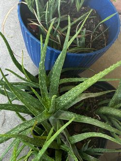 Aloe Aloe Aloe