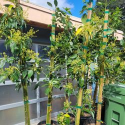 9-10Ft MEXICOLA AND HASS AVOCADO TREES