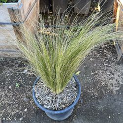 Mexican Feather Grass