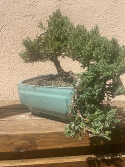 Bonsai Juniper