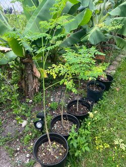 Moringa Trees