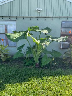 10 Bare Root “Giant Taro” Colocasia Elephant Ear Plants
