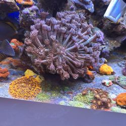 Plastic Aquarium Goni Decoration 
