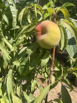 White And Yellow Donut Peaches,Plum Trees