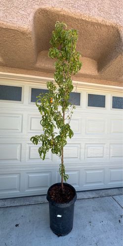 Tall Red Baron Peach Tree