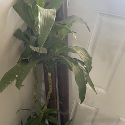 DRACAENA Natural Plant With Pot.