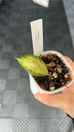 Hoya Elliptica variegated