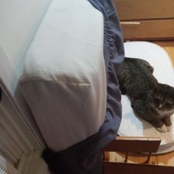 Bed Frame 
