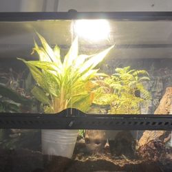 40 Gallon Tank Exotera 120$