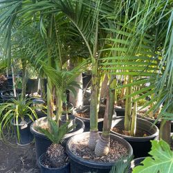 Beautiful King Palm $145 Each