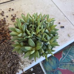 Suculenta