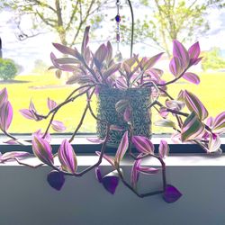 Tradescantia Nanouk Starter