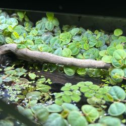Floater Plants