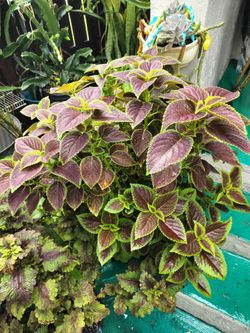 Plantas saludables a diferentes precios