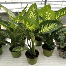 Dieffenbachia Tropic Snow - 6inch