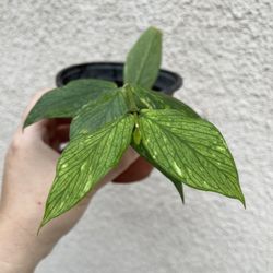 Beautiful Hoya Polyneura Broget Plant