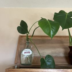 Monstera deli Plants In Water 