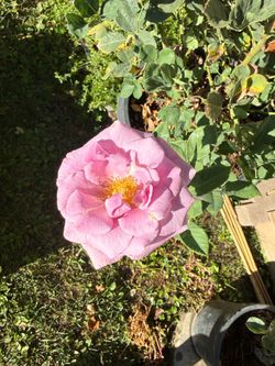 15 Gallon PINK Roses 🌹