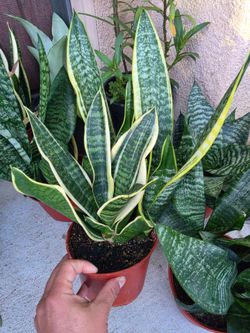 Snake Plant (Sansevieria) lengua de suegra