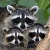Racoon
