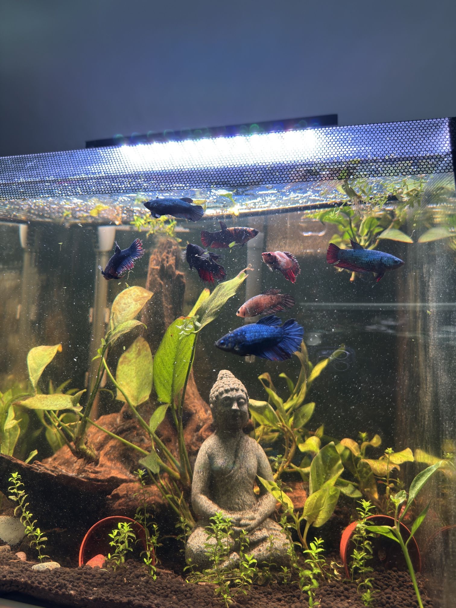 🌿 Live Anubias Aquarium Plants – Bundle Deal (2 for $12 or Trade)
