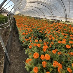 Marigold For Halloween 