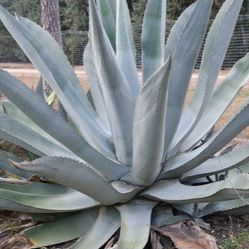 Large Agave Plant For Commercial Landscape OR LUXURIOUS HOME 5-6 FT TALL