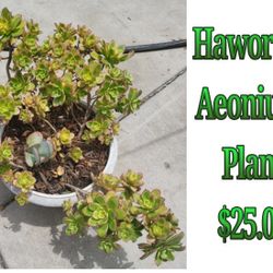 Haworthi Aeonium Plant 