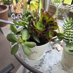 Mother's Day Succulents