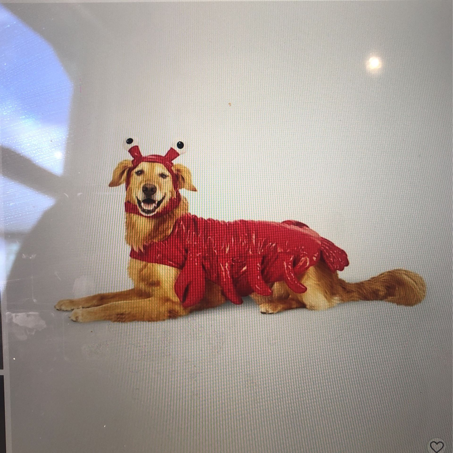 Lobster Dog Costume Large