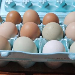 Organic grown chicken eggs