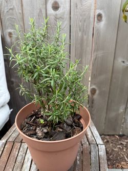 Rosemary Plant Potted