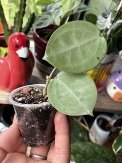 Hoya Verticulata silver heart