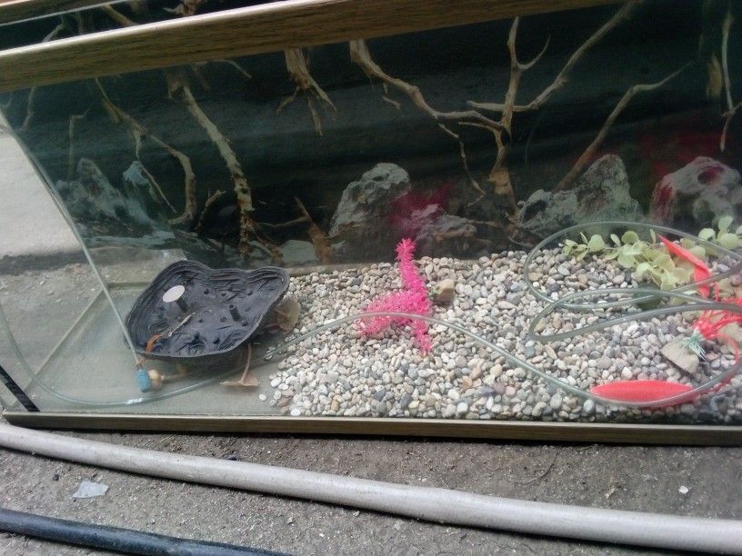 Fish Tank