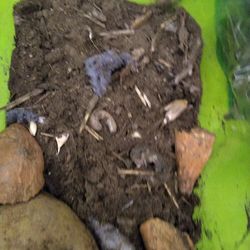 Caterpillar/ pupa farm