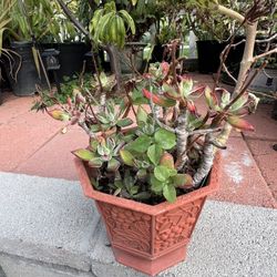 Mother Of Thousand Plant