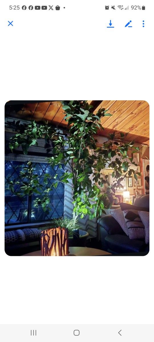 Large Lemon Tree