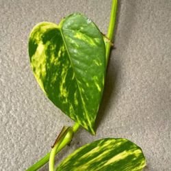 High Variegation Money Plant Pothos/ House Plant/ Indoor Plant/ Flower Patio Garden