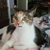 Kitty
