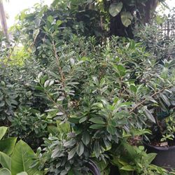 Green Island Hedges 15gl ☘️$45