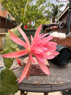 🌸 Pink/Red Orchid Cactus Cuttings