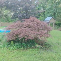 Japanese Maple 