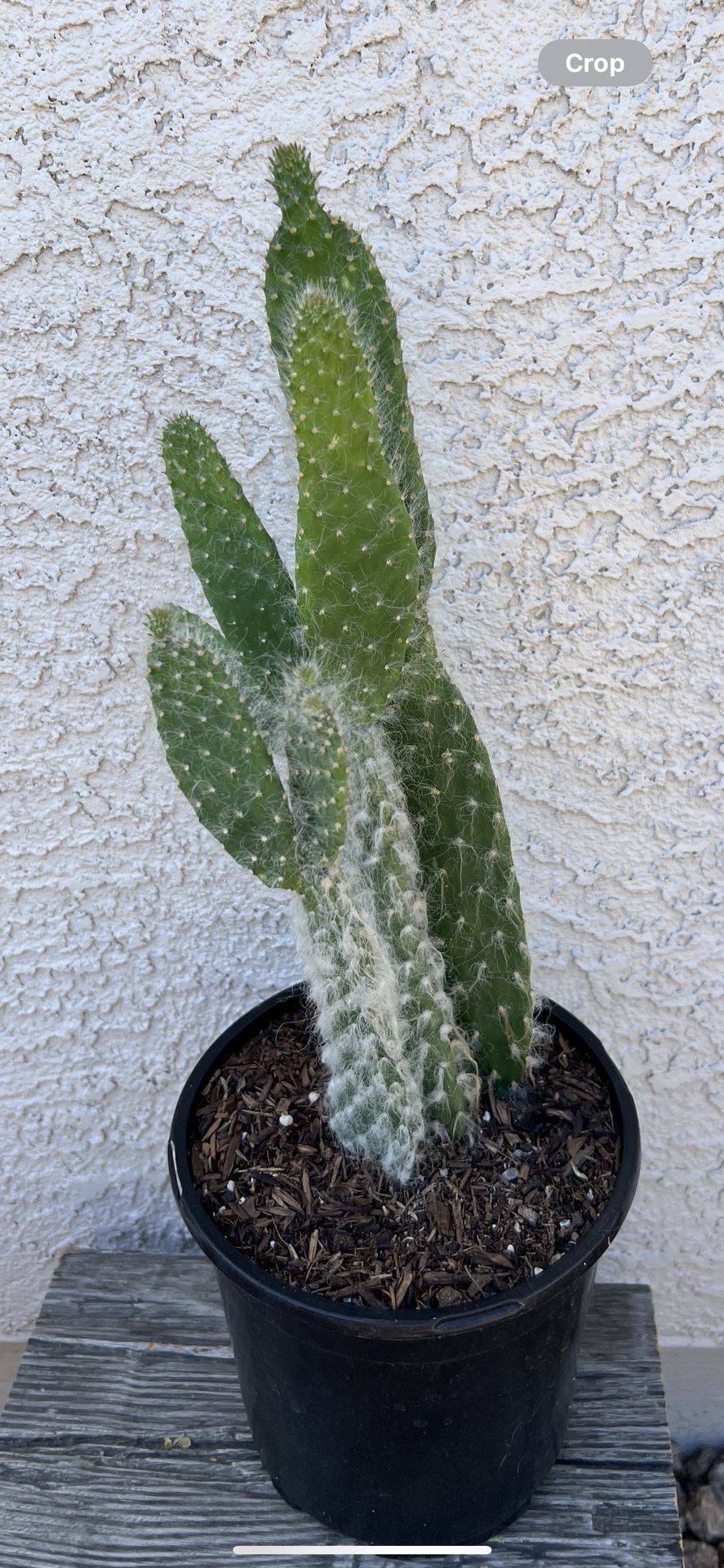 Snow Prickly Pear-Succulent In 6” Pot 